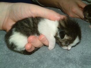 Kasimir in meiner Hand