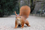Eichhörnchen (rote Variante, Düsseldorf)